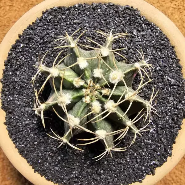 Gymnocalycium 6 cm Özel Tür Kaktüs