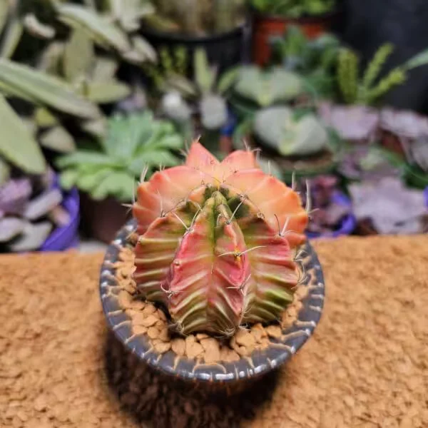 Gymnocalycium 6,5 cm Özel Tür Kaktüs