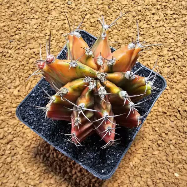Gymnocalycium 6 cm Özel Tür Kaktüs