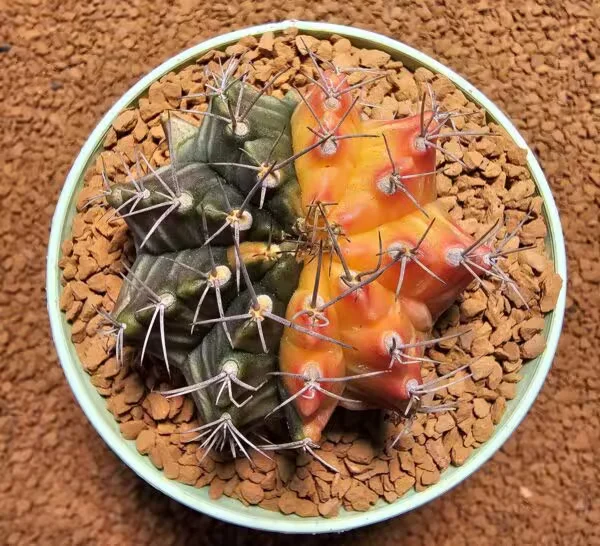 Gymnocalycium 7 cm Özel Tür Kaktüs
