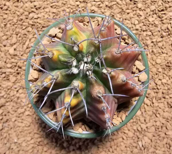 Gymnocalycium 5,5 cm Özel Tür Kaktüs
