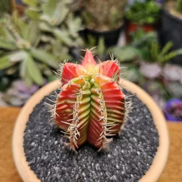 Gymnocalycium 10,5 cm çap 7 cm Boy Özel Tür Kaktüs