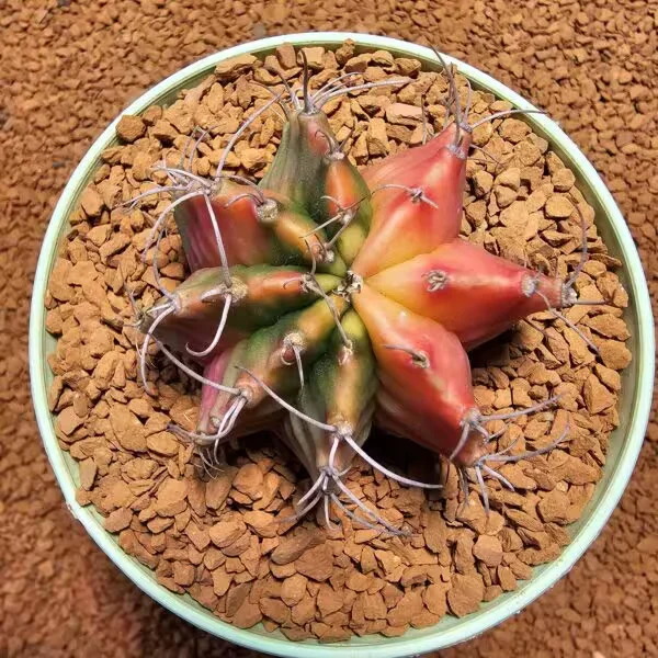 Gymnocalycium 5,5 cm Özel Tür Kaktüs