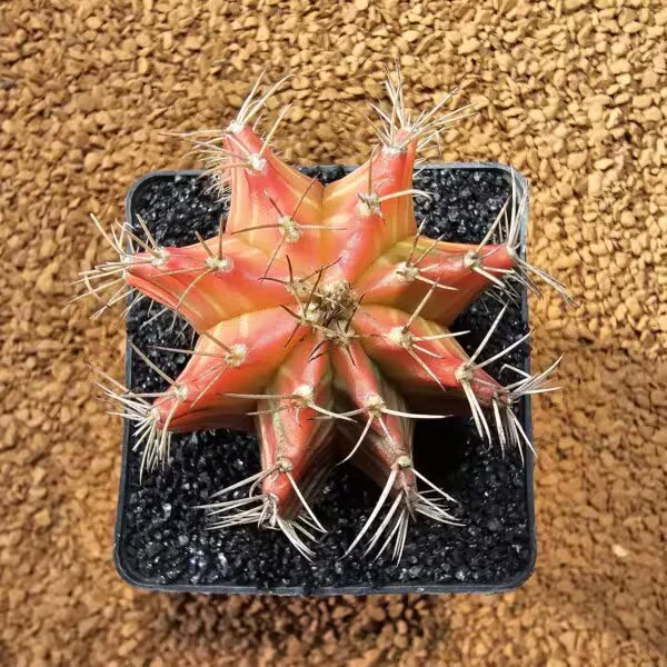 Gymnocalycium 5,5 cm çap 5,5 cm Boy Özel Tür Kaktüs