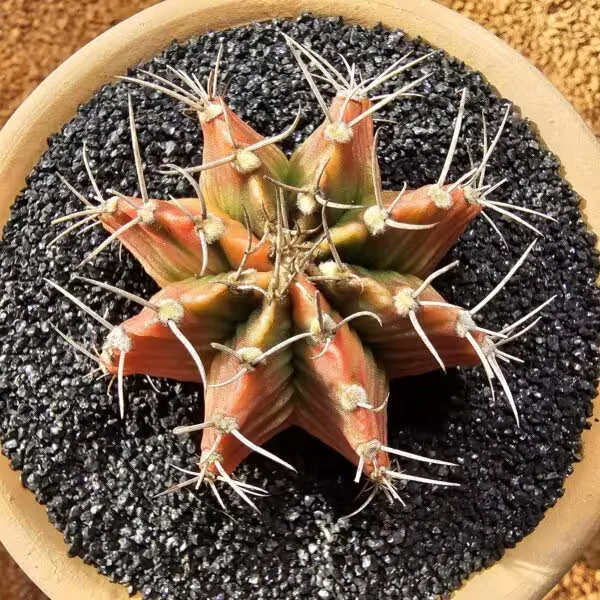 Gymnocalycium 6,5 cm Özel Tür Kaktüs