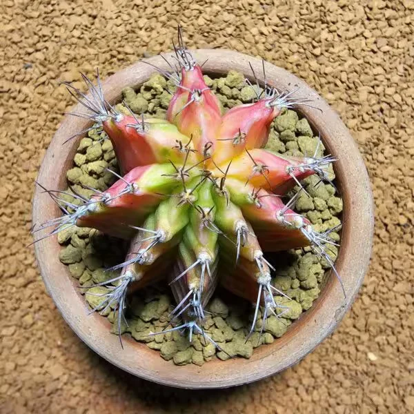 Gymnocalycium 6 cm çap 6 cm Boy Özel Tür Kaktüs