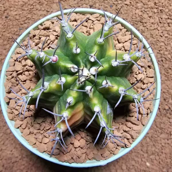 Gymnocalycium 6,5 cm Özel Tür Kaktüs