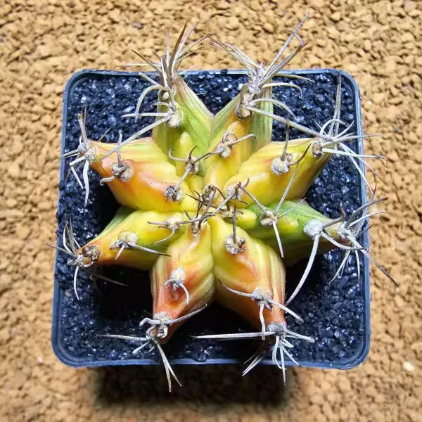 Gymnocalycium 6 cm Özel Tür Kaktüs