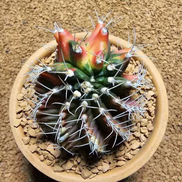 Gymnocalycium 6,5 cm Özel Tür Kaktüs