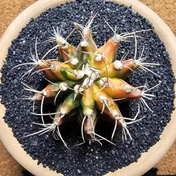 Gymnocalycium 5,5 cm Özel Tür Kaktüs