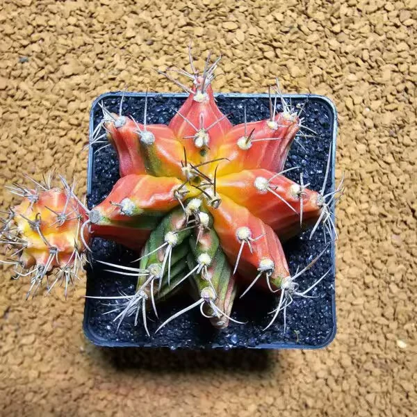 Gymnocalycium 6 cm çap 5,5 Boy Özel Tür Kaktüs