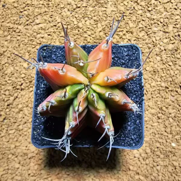 Gymnocalycium 6,5 cm çap 6 Boy Özel Tür Kaktüs