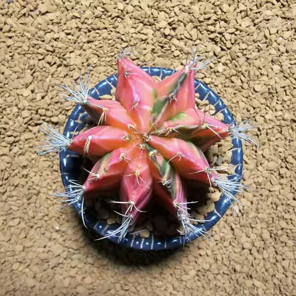 Gymnocalycium 6 cm çap 6 Boy Özel Tür Kaktüs