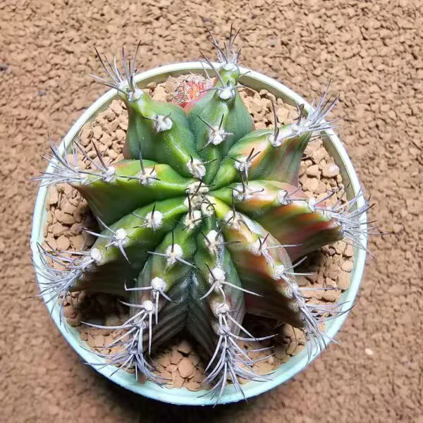 Gymnocalycium 8 cm çap 7 Boy Özel Tür Kaktüs