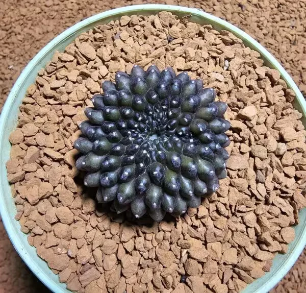 İnermis Cristata Kaktüs 4,5 cm Nadir Özel Tür