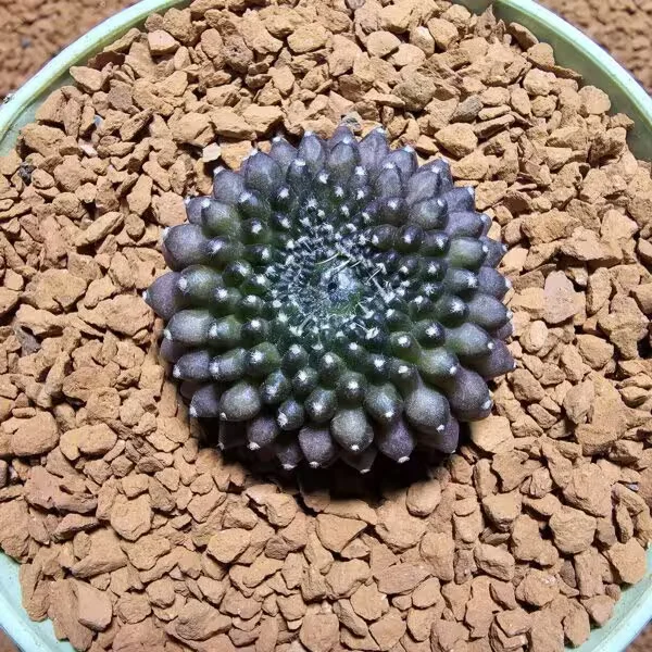 İnermis Cristata Kaktüs 4 cm Nadir Özel Tür