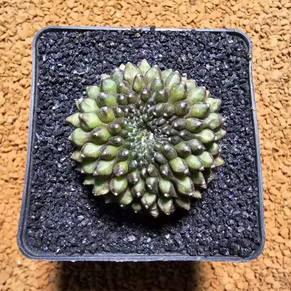 İnermis Cristata Kaktüs 4,5 cm Nadir Özel Tür