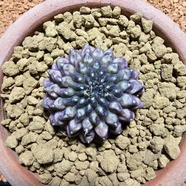 İnermis Cristata Kaktüs 4 cm Nadir Özel Tür