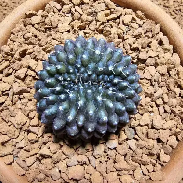 İnermis Cristata Kaktüs 4 cm Nadir Özel Tür