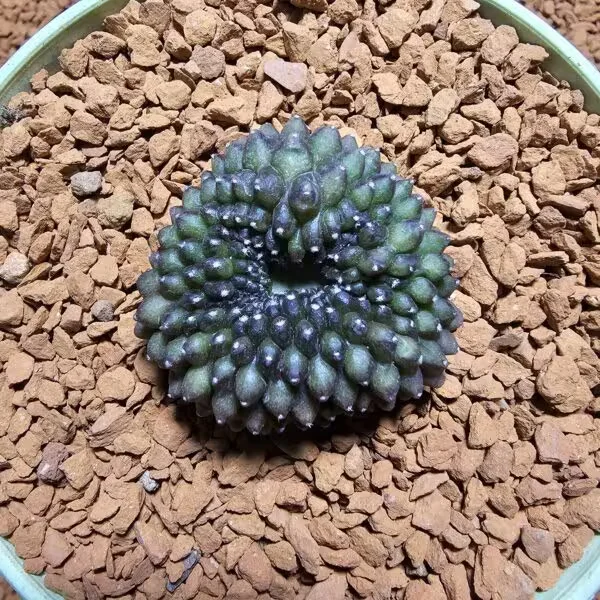 İnermis Cristata Kaktüs 4 cm Nadir Özel Tür