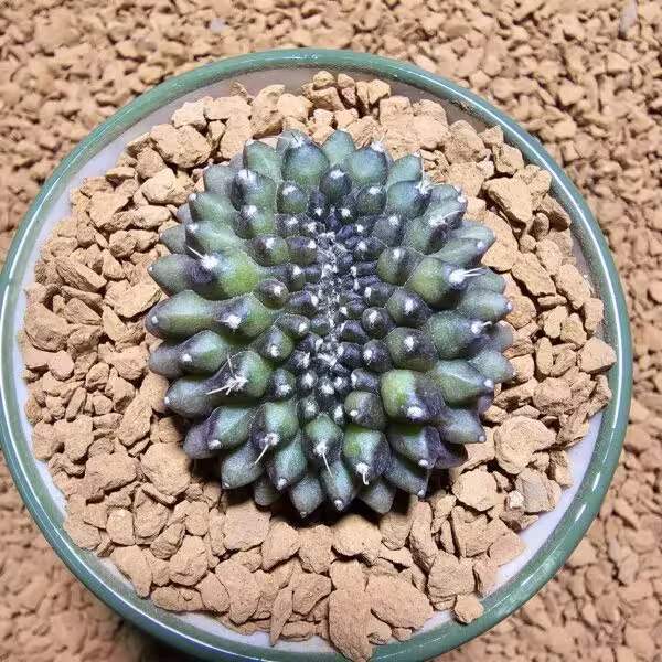 İnermis Cristata Kaktüs 4 cm Nadir Özel Tür