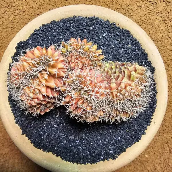 Gymnocalycium Cristat Veriagate 9 cm Özel Tür Kaktüs