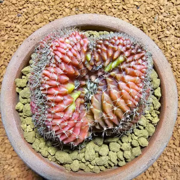 Gymnocalycium Cristat Veriagate 6 cm Özel Tür Kaktüs