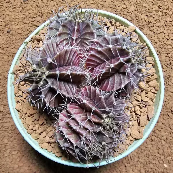 Gymnocalycium Cristat Veriagate 8,5 cm Özel Tür Kaktüs