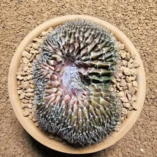 Gymnocalycium Cristat Veriagate 8 cm Özel Tür Kaktüs