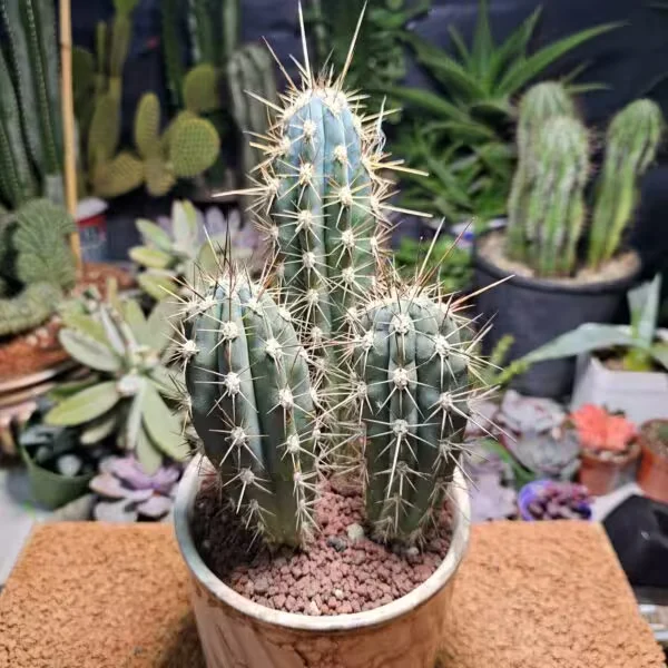 Stetsonia Coryne 3 lü Özel Tür Kaktüs