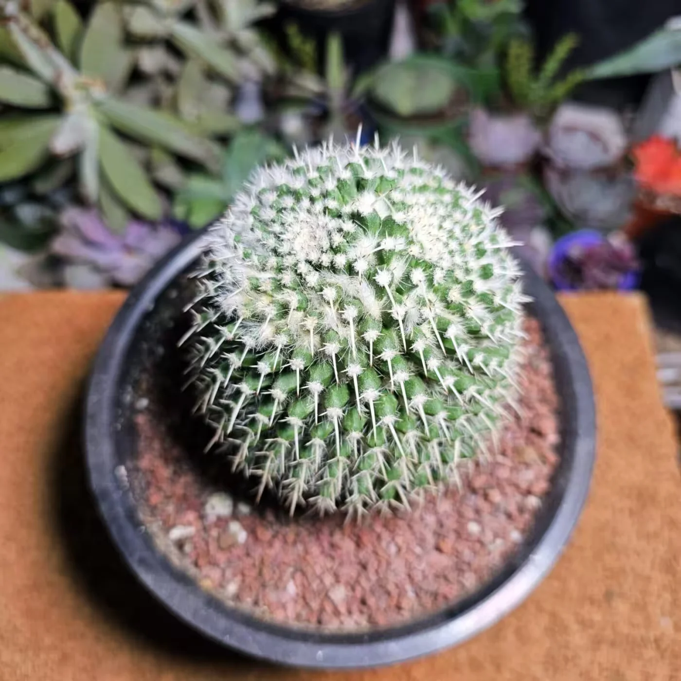 Previous Product Image