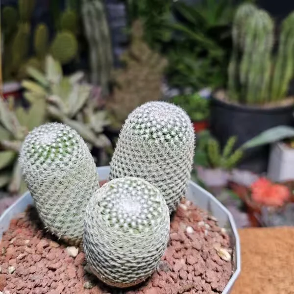 Mammillaria Matudae 3 adet  Kaktüs