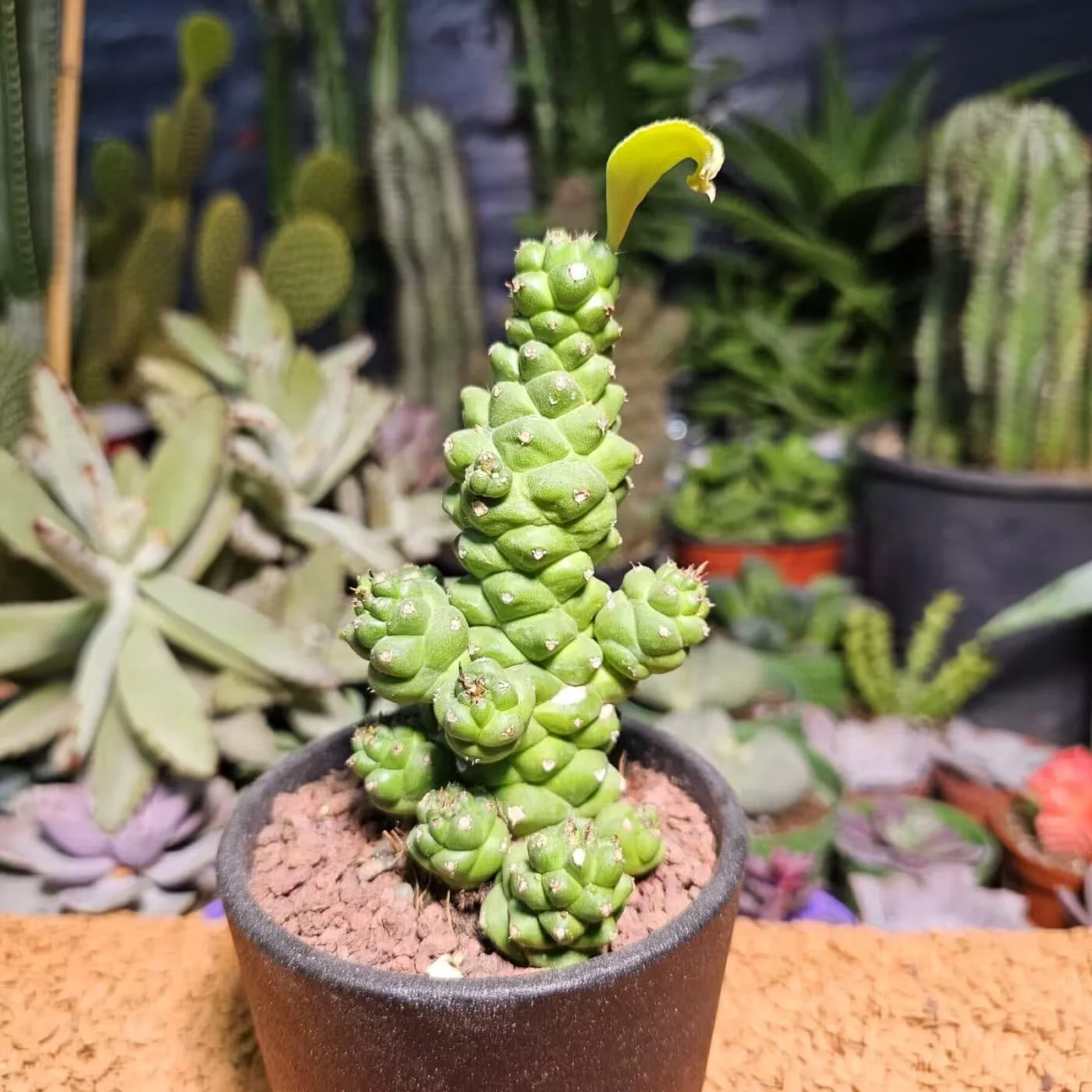 Previous Product Image
