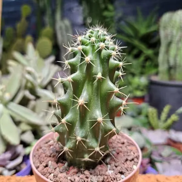 Ferocactus 10 cm Boyutunda