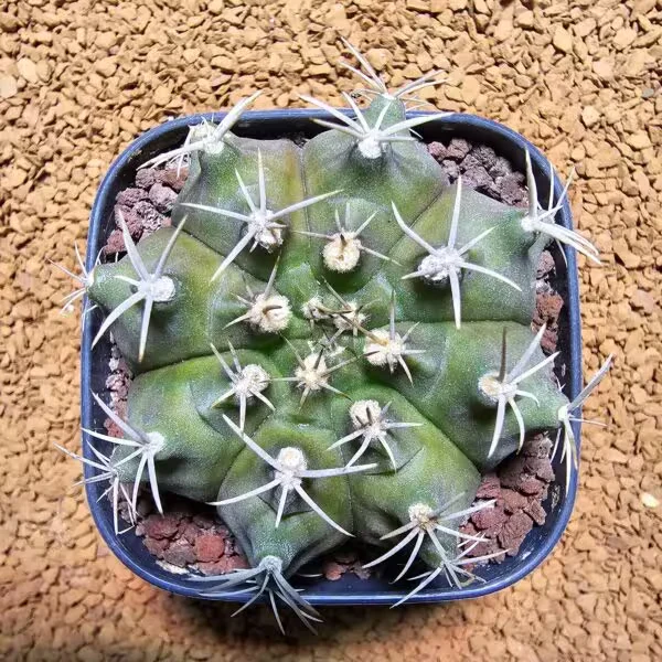 Gymnocalycium 7 cm Çapında Kaktüs