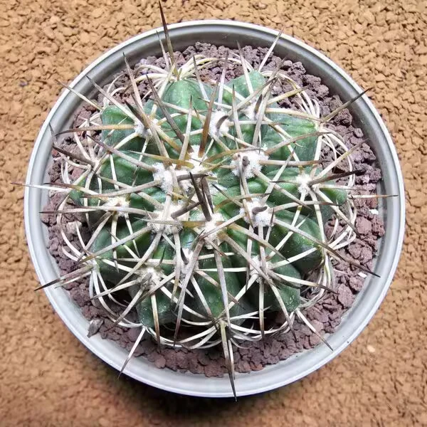 Melocactus Zehntneri 7 cm Çapında Özel Tür