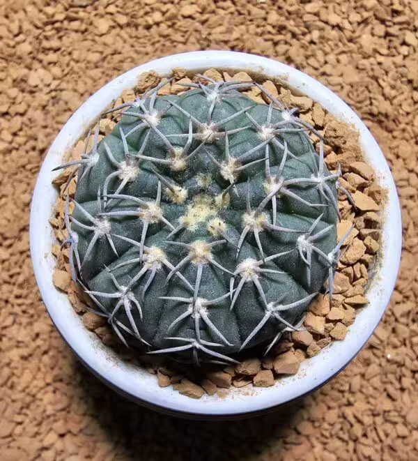 Gymnocalycium Spegazzini 4,5 cm Boyutunda Özel Tür