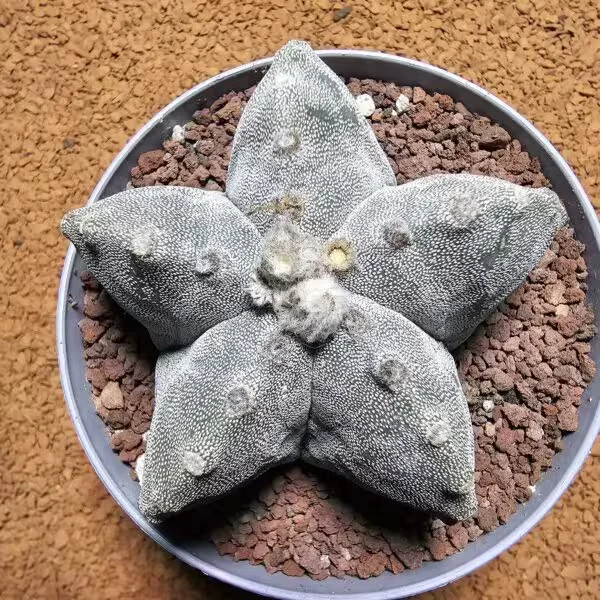 Astrophytum Myrostigma 9,5 Boyutunda Dev Boy Kaktüs