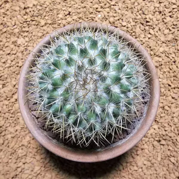 Mammillaria 5,5 cm Boyutunda Kaktüs