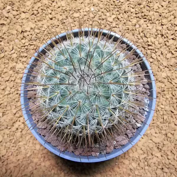 Mammillaria Bombycina 5 cm Boyutunda Kaktüs