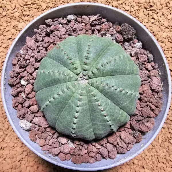 Euphorbia Obesa 5,5 cm Boyutunda