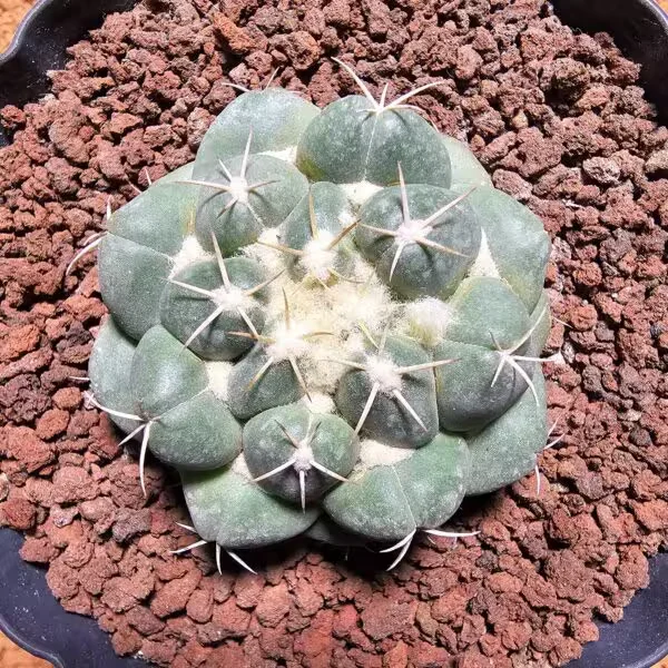 Coryphantha 5,5 cm Boyutunda
