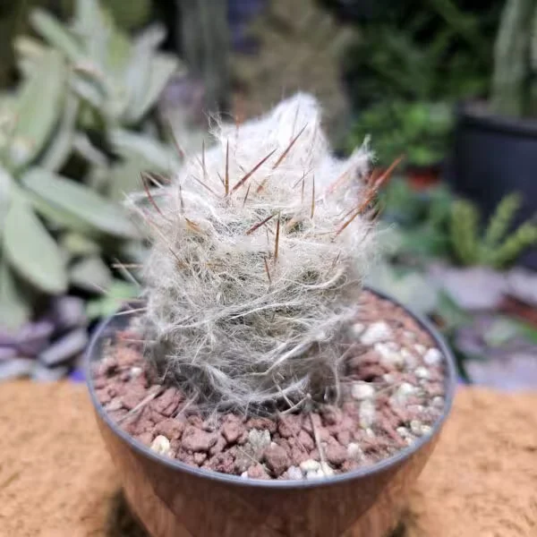 Oreocereus 7 cm Boyutunda Özel Tür Kaktüs