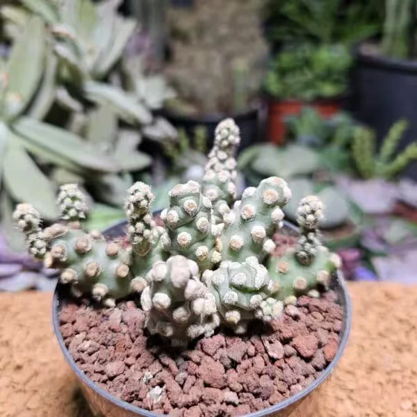 Tephrocactus  Kağıt Kaktüs  9 cm çapında