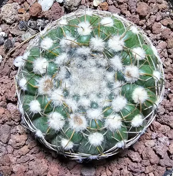 Natocactus Ubelmanianus 4.5 cm Boyutunda
