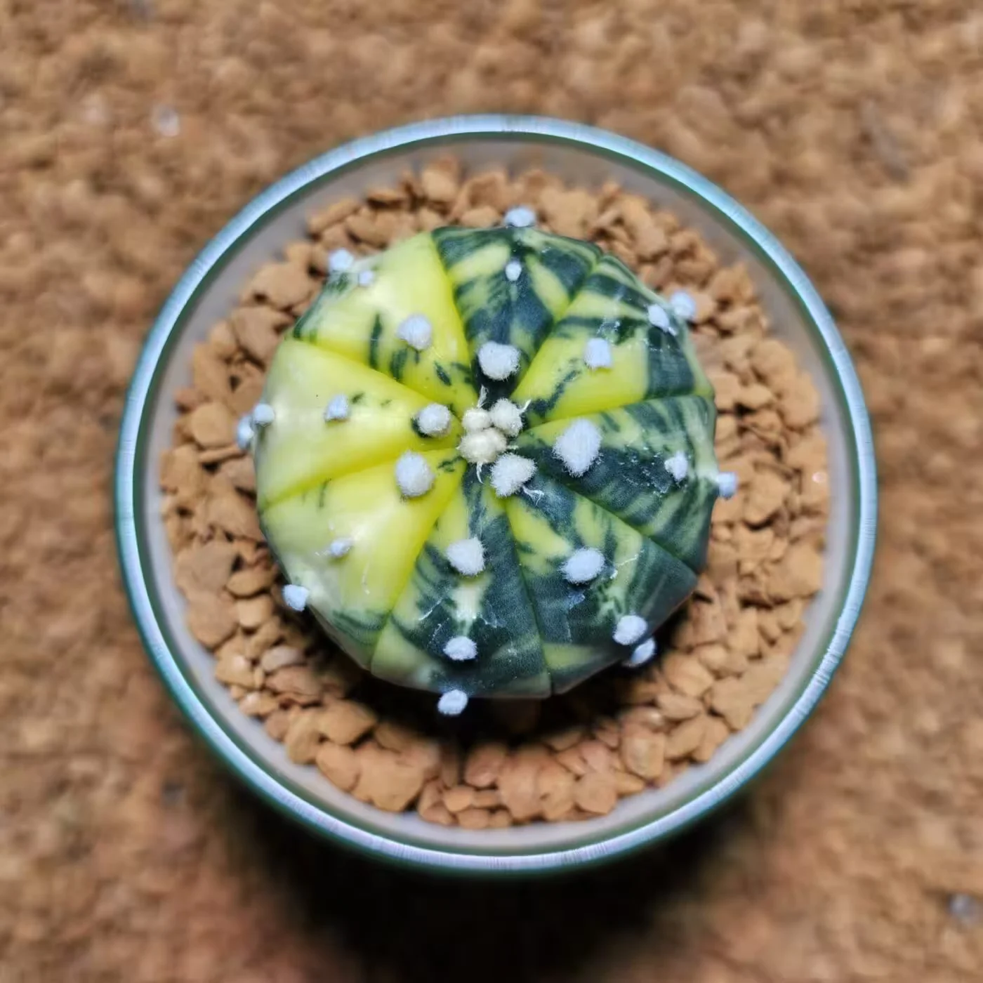 Previous Product Image