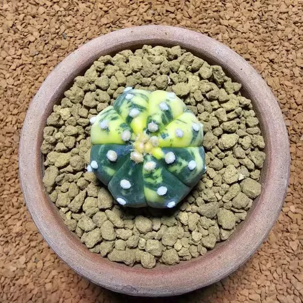 Astrophytum Veriagata 4 cm Boyutunda Özel Tür Kaktüs