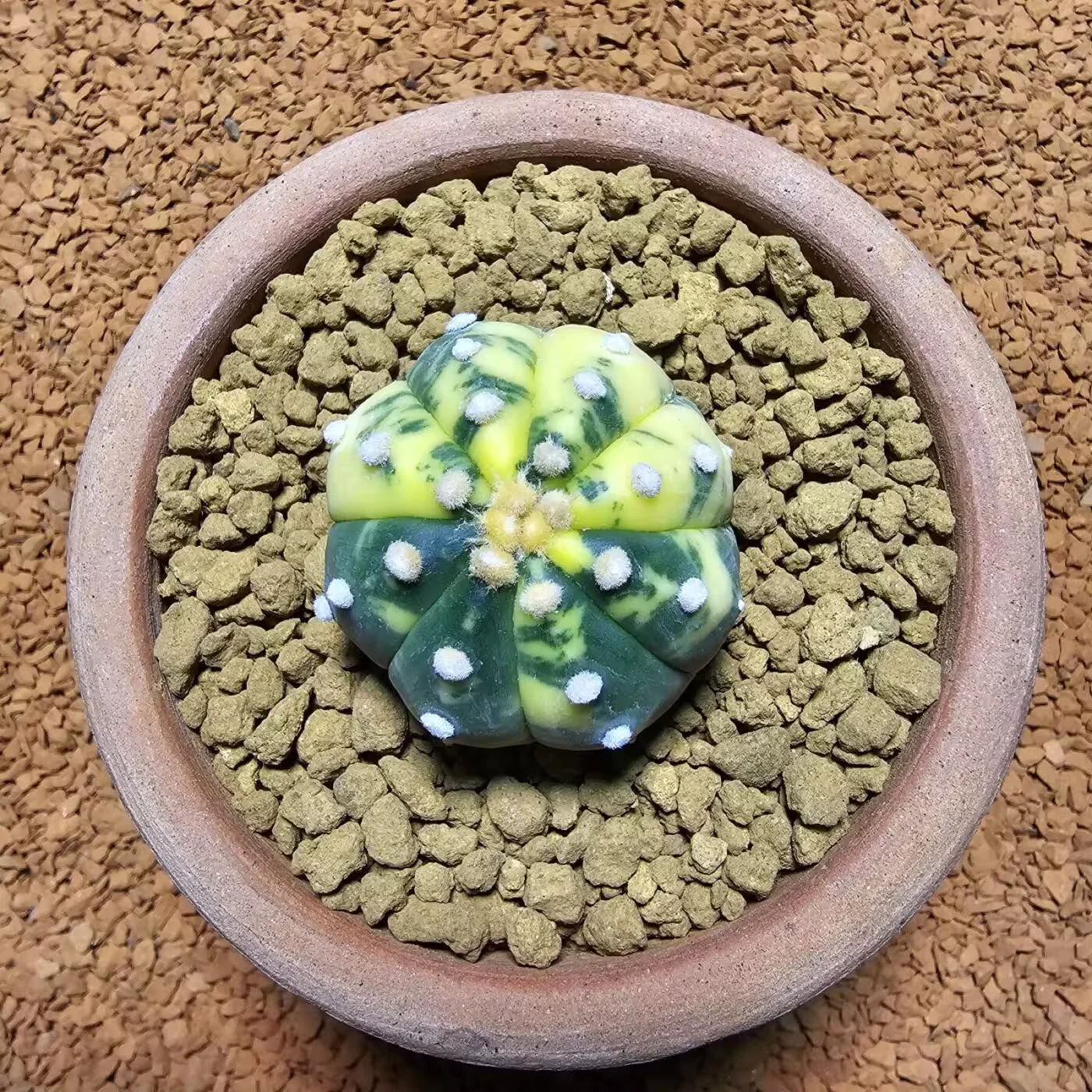 Next Product Image