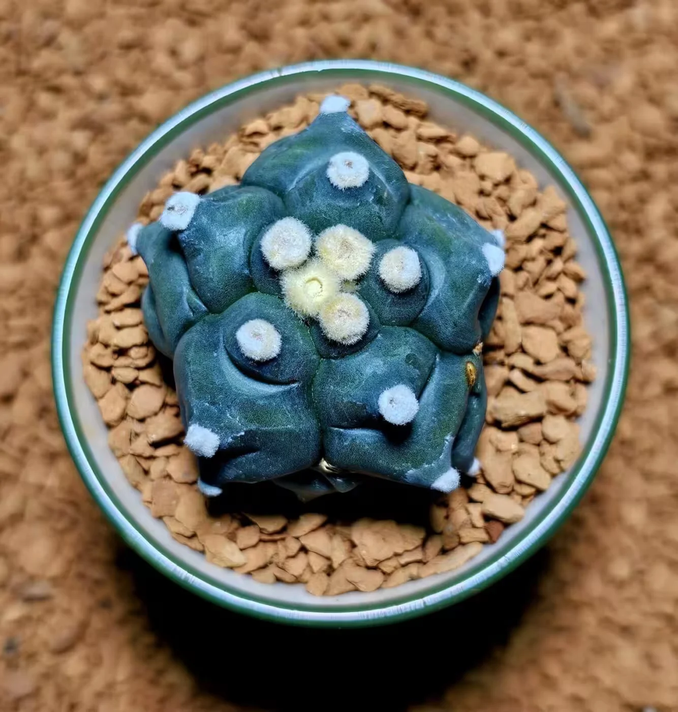 Previous Product Image
