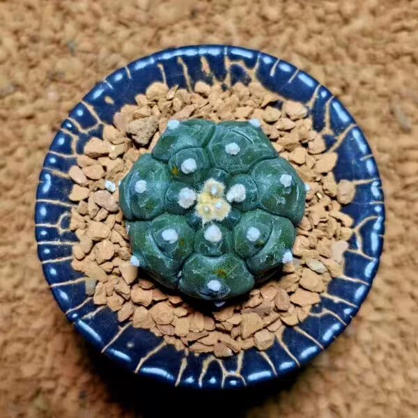 Astrophytum Kikko 4 cm Boyutunda Özel Tür Kaktüs
